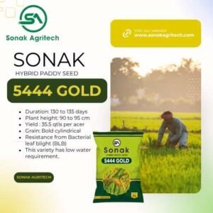 SONAK 5444 GOLD – Hybrid Paddy Seed