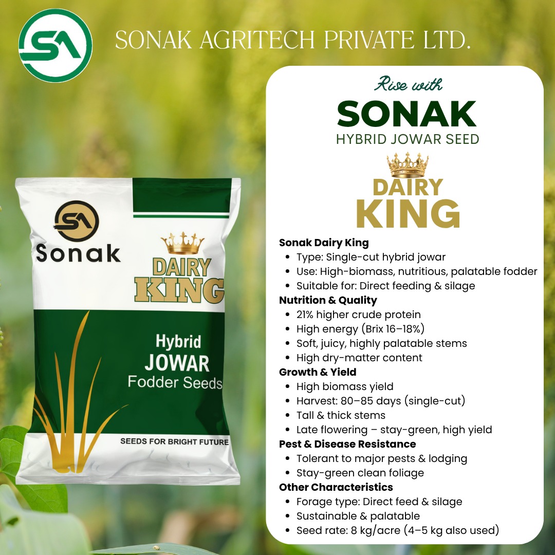 Dairy King Hybrid Fodder Seed | Superior Nutrition for Dairy Farms