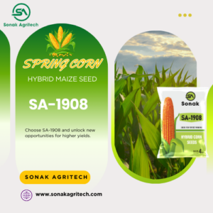 SA-1908 Hybrid Maize Seed | Spring Corn | Sonak Agritech