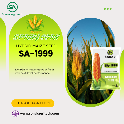 SA-1999 Hybrid Maize Seed | Next-Level Spring Corn