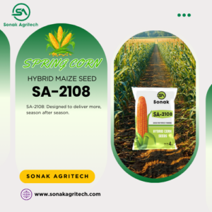 SA-2108 Hybrid Maize Seed | Sonak Agritech